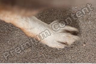 Wolf leg photo reference 0003